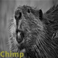 Thumbnail for the Summertime - Chimp link, provided by host site