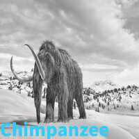 Thumbnail for the Summertime - Chimpanzee link, provided by host site