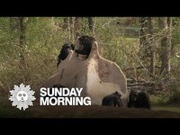 Thumbnail for the CBS Sunday Morning - Chimpanzees in Louisiana link, provided by host site