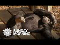 Thumbnail for the CBS Sunday Morning - Retired chimps living the good life link, provided by host site