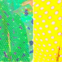 Thumbnail for the Gulfer - Clean link, provided by host site