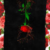 Thumbnail for the Cognac - Cognac & Roses link, provided by host site