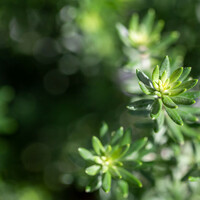 Thumbnail for the Asian Zen Meditation - Comforting Music | Baby link, provided by host site