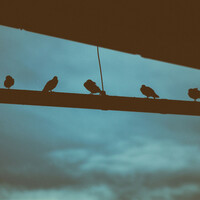Thumbnail for the Asian Zen Meditation - Comforting Vibes for Mindfulness link, provided by host site