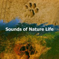 Thumbnail for the Nature Sounds & Backgrounds - Commute Resolution link, provided by host site