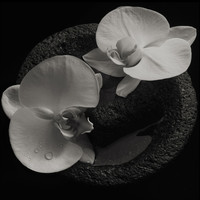 Thumbnail for the Mike Patton - Corpse Flower link, provided by host site