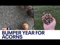 Thumbnail for the Bumper - Crop of acorns this year from oak trees link, provided by host site