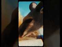 Thumbnail for the The Dead South - Cryptic Teaser No.1 #thedeadsouth link, provided by host site