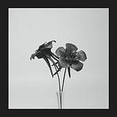 Thumbnail for the Jlin - Dark Lotus link, provided by host site