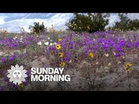 Thumbnail for the CBS Sunday Morning - Nature: Desert wildflowers link, provided by host site