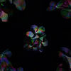 Thumbnail for the XO - Divine Disaster link, provided by host site