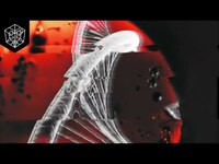 Thumbnail for the Aspyer - DNA link, provided by host site