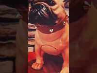 Thumbnail for the CeeLo Green - #dog link, provided by host site