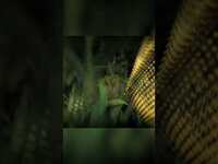 Thumbnail for the Romare - Down The Line #shorts link, provided by host site
