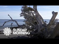 Thumbnail for the CBS Sunday Morning - Nature: Driftwood on a Florida beach link, provided by host site