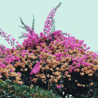 Image of Jay Som linking to their artist page due to link from them being at the top of the main table on this page