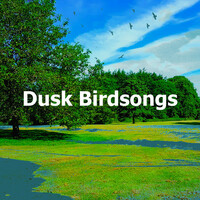 Thumbnail for the Amadeus - Dusk Birdsongs link, provided by host site