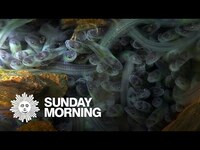 Thumbnail for the CBS Sunday Morning - Nature: Eels link, provided by host site