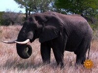 Thumbnail for the CBS Sunday Morning - Nature: Elephants link, provided by host site