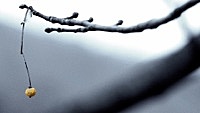 Thumbnail for the Pinegrove - Endless link, provided by host site