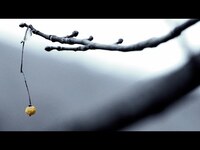 Thumbnail for the Pinegrove - "Endless" link, provided by host site