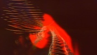 Thumbnail for the Beach House - ESP link, provided by host site