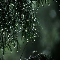 Thumbnail for the Asian Zen Meditation - Fall Soothing Binaural Beats link, provided by host site