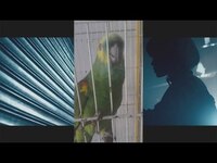 Thumbnail for the Eminem - Feathered Duet Partner link, provided by host site