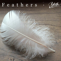 Thumbnail for the Sybille - Feathers link, provided by host site