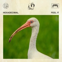 Thumbnail for the Hexadecimal - Feel It link, provided by host site