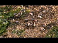 Thumbnail for the CBS Sunday Morning - Nature: Fiddler crabs of Cape Cod link, provided by host site