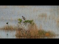 Thumbnail for the CBS Sunday Morning - Nature: Florida's Ten Thousand Islands National Wildlife Refuge link, provided by host site