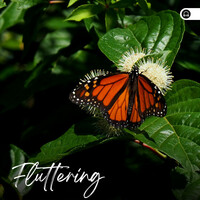 Thumbnail for the Nature Sound Series - Fluttering link, provided by host site