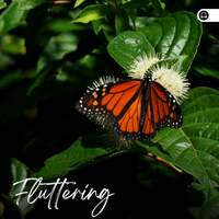 Thumbnail for the Nature Sound Series - Fluttering link, provided by host site