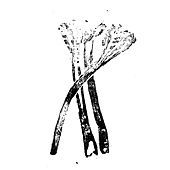 Thumbnail for the Aggborough - Forced Rhubarb Centre Of The World link, provided by host site