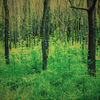 Thumbnail for the Nick James - Forest link, provided by host site