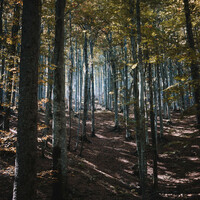 Thumbnail for the Azaleh - Forest Flow link, provided by host site