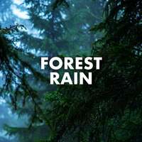 Thumbnail for the Sounds Of Nature - Forest Rain link, provided by host site