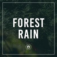 Thumbnail for the Meditation Music - Forest Rain link, provided by host site