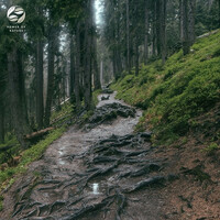 Thumbnail for the Tamera - Forest Rain Soundscapes link, provided by host site