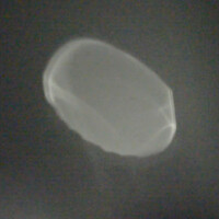 Thumbnail for the Mosca - Forme link, provided by host site