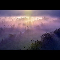 Thumbnail for the Alan Watts - Freedom link, provided by host site