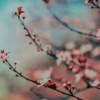 Thumbnail for the DLR - FRESH AIR link, provided by host site