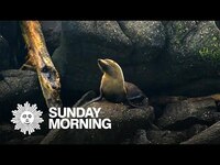 Thumbnail for the CBS Sunday Morning - Nature: Fur seals in New Zealand link, provided by host site