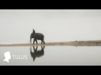 Thumbnail for the Tulus - Gajah link, provided by host site
