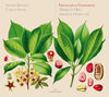 Thumbnail for the Auser Musici - Gasparini: Mirena e Floro link, provided by host site