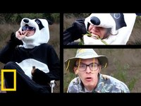 Thumbnail for the Idubbbz - Giant Panda Mating Season | Wildlife Documentary link, provided by host site