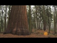 Thumbnail for the CBS Sunday Morning - Nature: Giant Sequoias link, provided by host site
