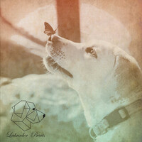 Thumbnail for the Simon Groove - Gitano link, provided by host site