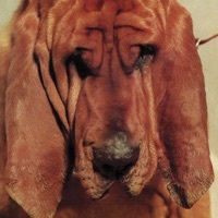 Thumbnail for the Ty Segall - Goodbye Bread link, provided by host site